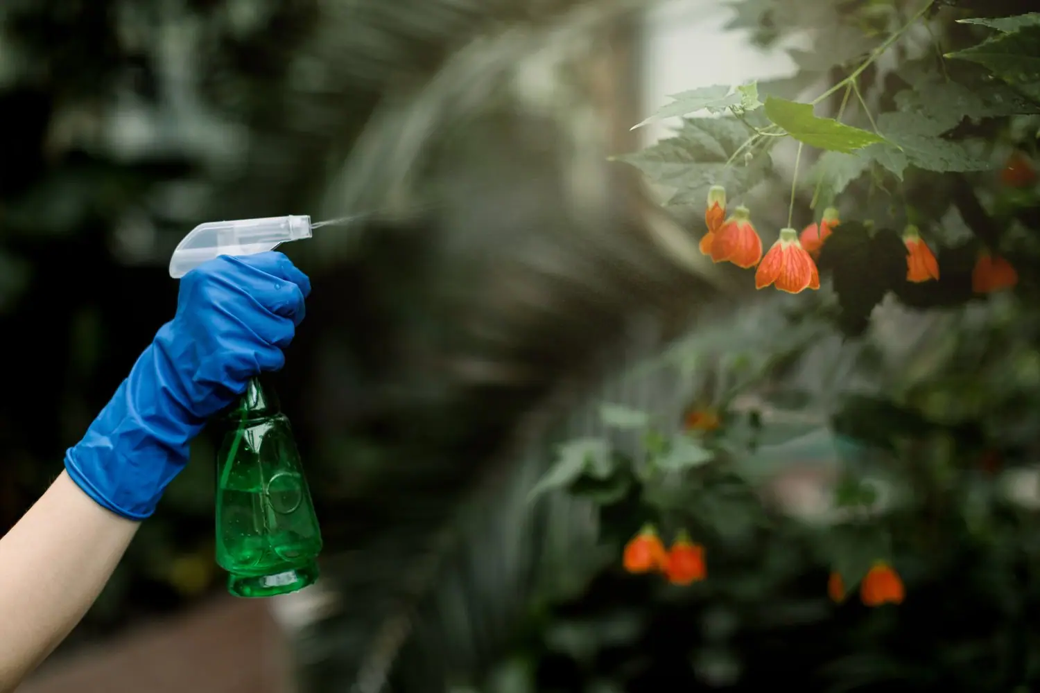 Ekologiczne sposoby na pozbycie się mszyc bez użycia chemii